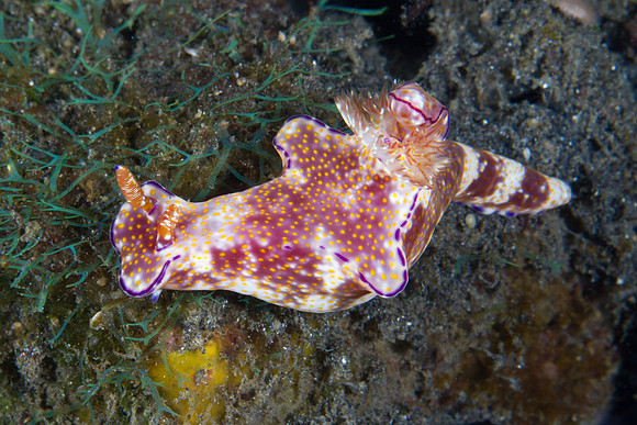 Ceratosoma gracillimum