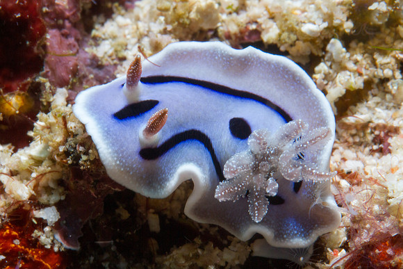 Chromodoris willani