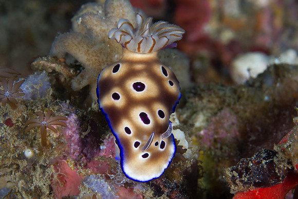 Risbecia tryoni