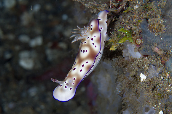 Risbecia tryoni
