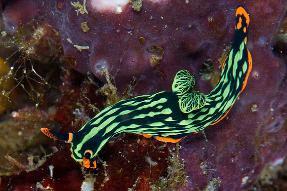 Nembrotha kubaryana