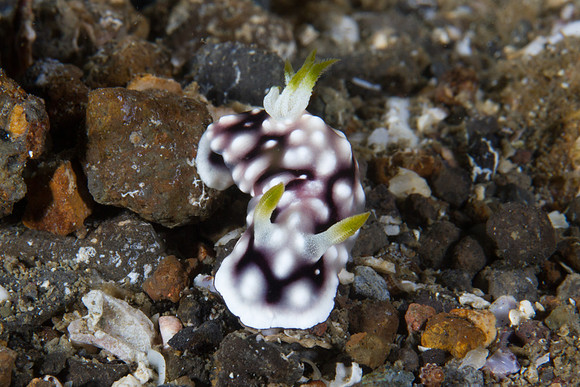 Chromodoris geometrica