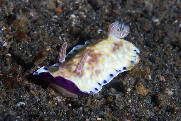 Chromodoris aureopurpurea
