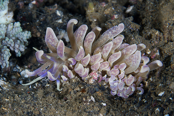 Phyllodesmium crypticum