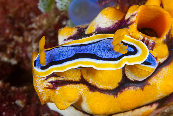 Chromodoris annae