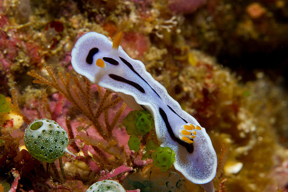 Chromodoris dianae
