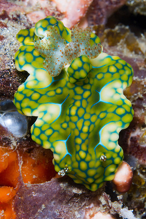Ceratosoma sinuatum