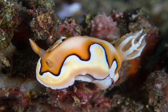 Chromodoris coi
