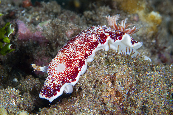 Chromodoris reticulata