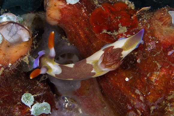 Nembrotha chamberlaini