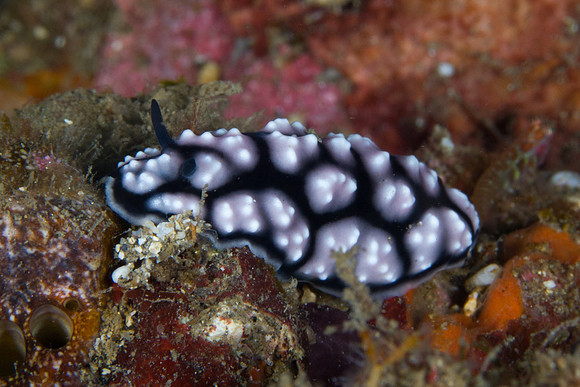 Phyllidiopsis burni
