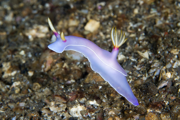 Hypselodoris bullockii