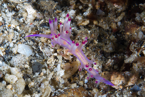 Flabellina rubrolineata
