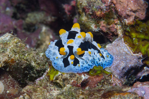 Phyllidia coelestis