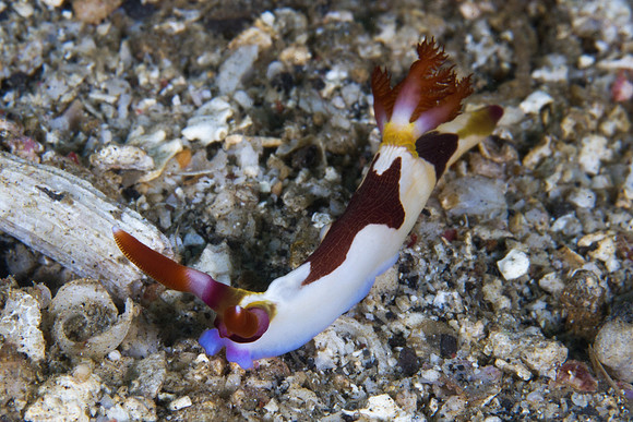 Nembrotha chamberlaini