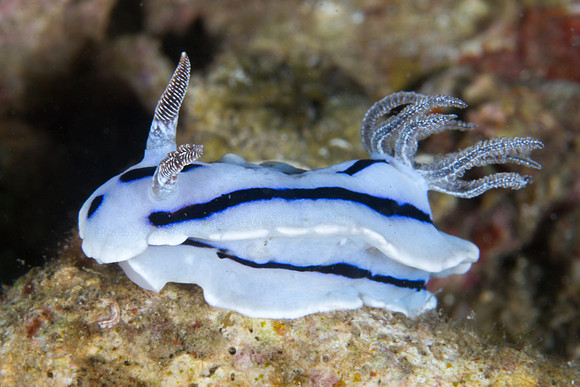 Chromodoris willani