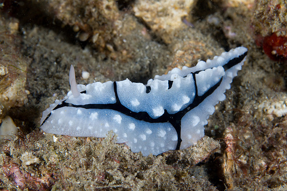 Phyllidiopsis shireenae