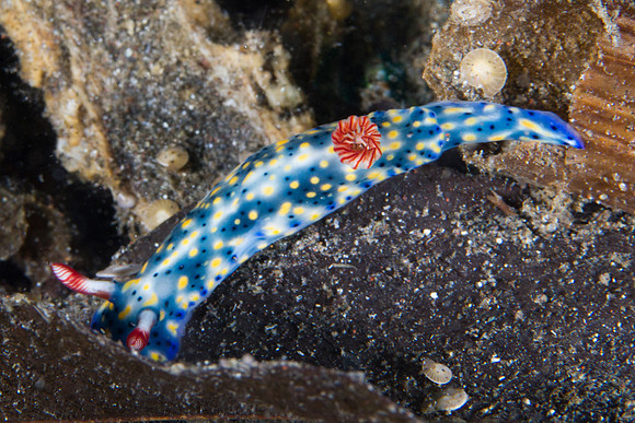 Hypselodoris infucata