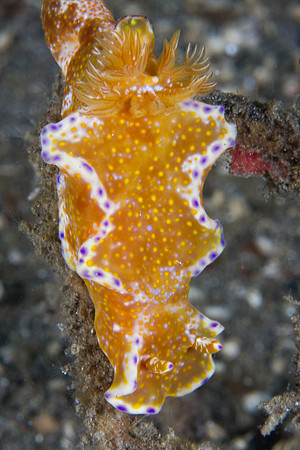 Ceratosoma tenue