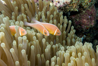 Beqa Lagoon, Fiji 2009